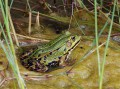 Skokan zelený<br>Pelophylax esculentus<br>Místo: Pacova hora (PR)<br>Datum pořízení:<br>27.6.2010
