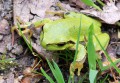 Rosnička zelená<br>Hyla arborea<br>Místo: Stříbrné Hutě<br>Datum pořízení:26.5.2012