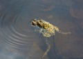 Ropucha obecná<br>Bufo bufo<br>Místo: Kvilda<br> Datum pořízení: 2.4.2014